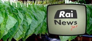 img_tabacco_premio_rainews